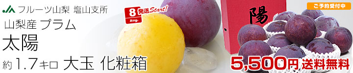 プラム太陽