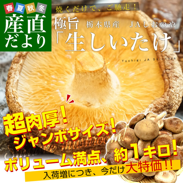 しおのや椎茸1キロ