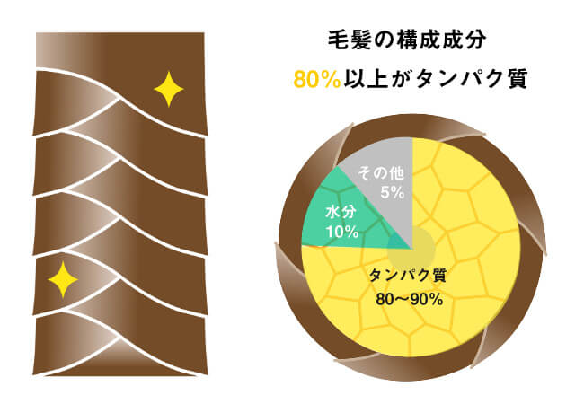 髪とプロテインのお話