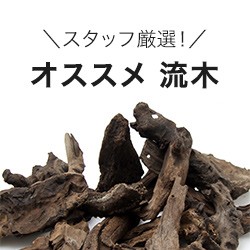 �������ߗ���