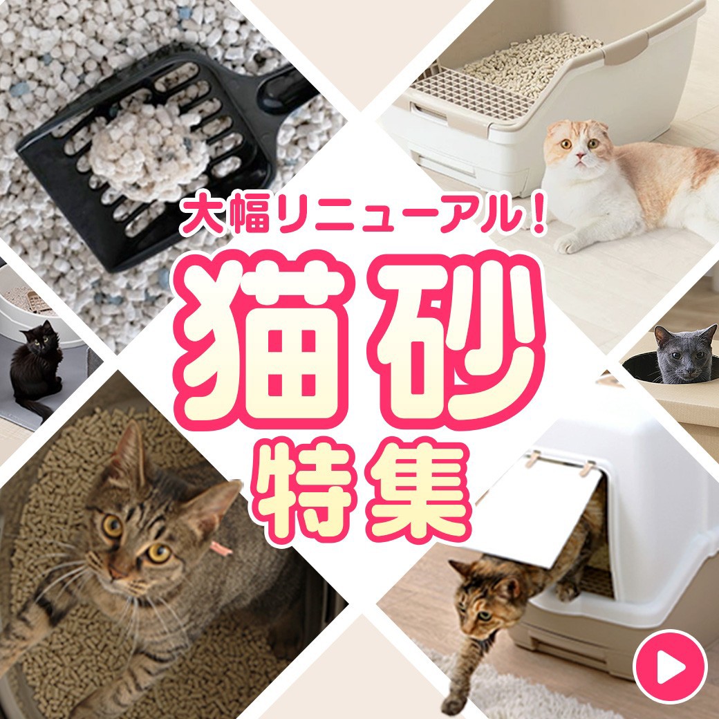 猫砂特集