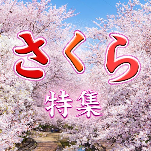 さくら特集