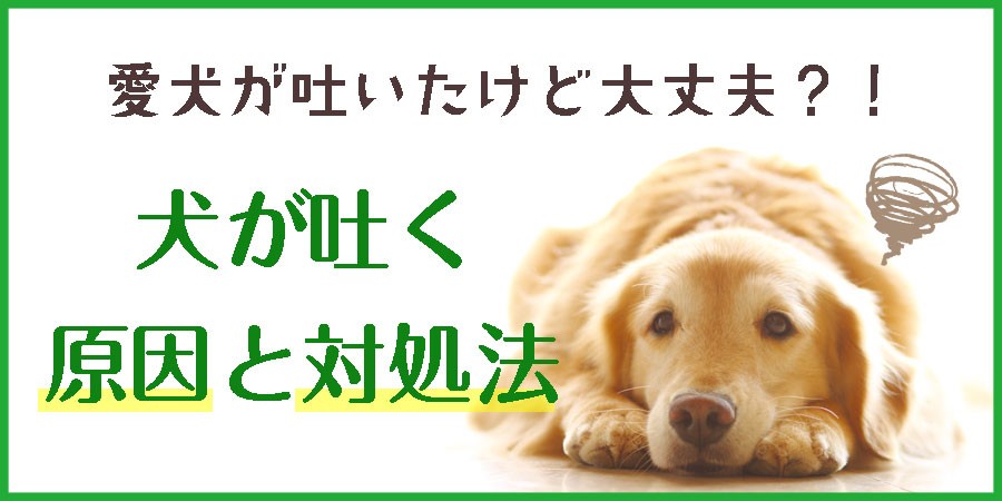 犬が吐いたけど大丈夫 犬が吐く原因と対処法 お店のカテゴリ Peppy ペピイ ネットショッピング 通販はau Pay マーケット 犬が吐いたけど大丈夫 犬が吐く原因と対処法 お店のカテゴリ Peppy ペピイ ネットショッピング 通販はau Pay マーケット