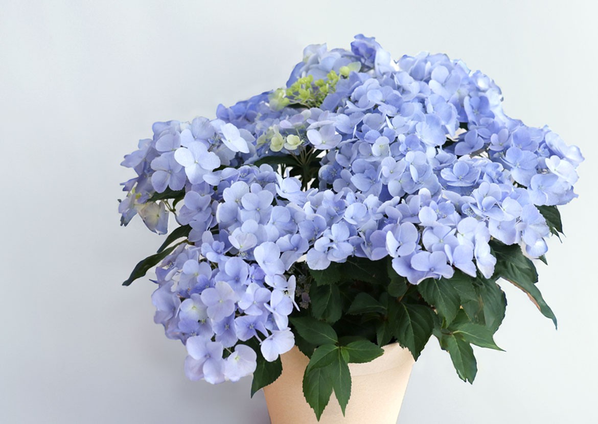 Hydrangea