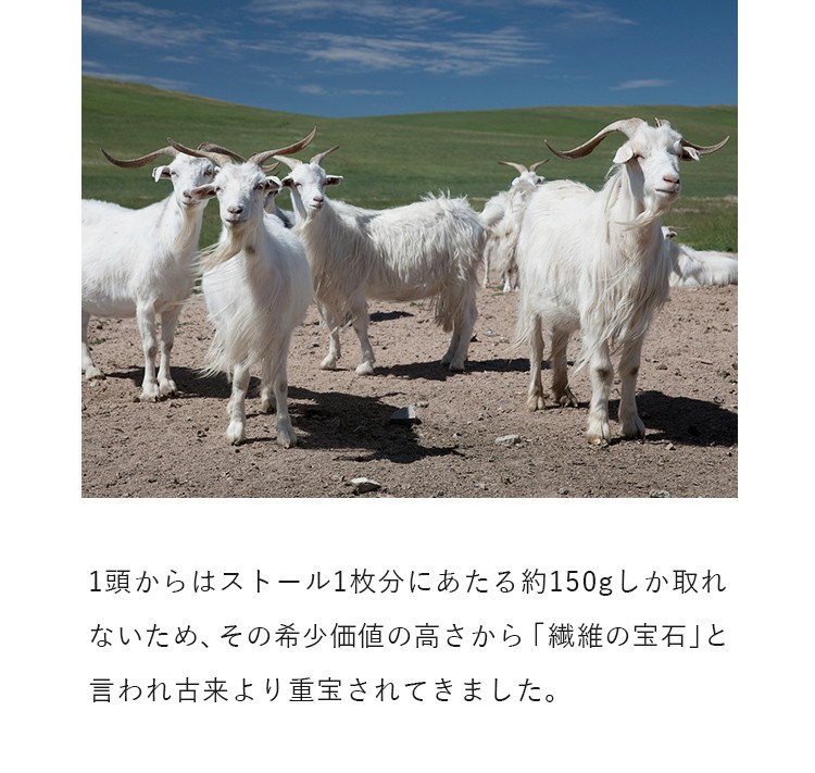1頭からはストール1枚分にあたる約150gしか取れないため、その希少価値の高さから「繊維の宝石」と言われ古来より重宝されてきました。