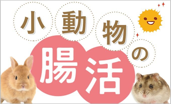 小動物の腸活