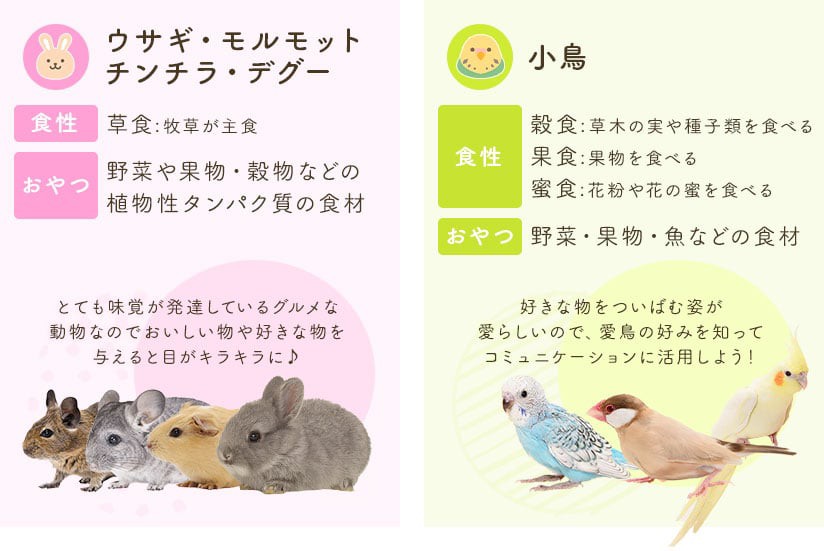 ウサギ・モルモット・チンチラ・デグー/小鳥