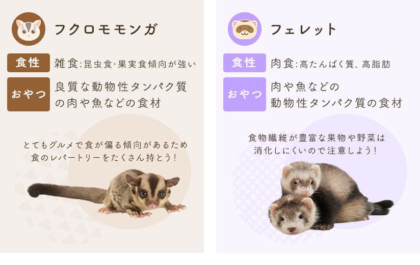 フクロモモンガ/フェレット