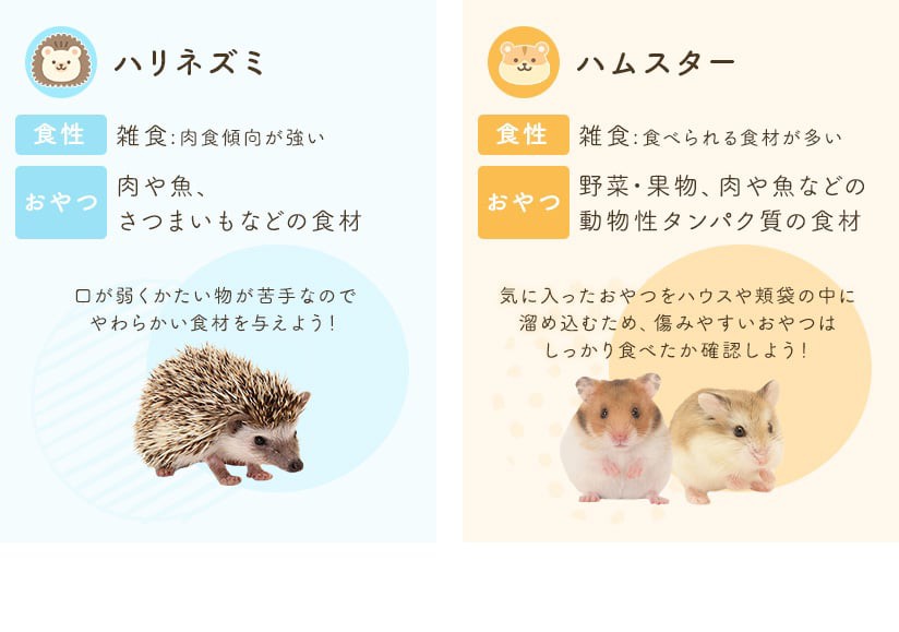 ハリネズミ/ハムスター