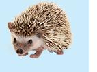 ハリネズミ