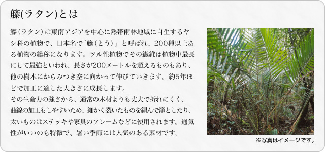 籐(ラタン)とは