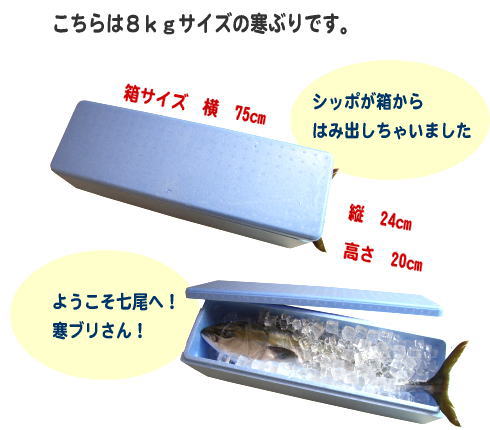 こちらは8kgサイズのブリ。箱サイズは約75×24×20cm。シッポが箱からはみ出てます！