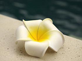 南国　プルメリア　造花