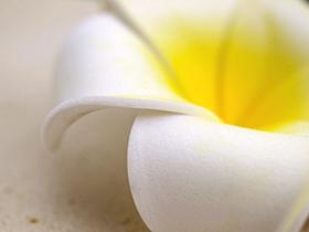 造花（ウレタン）