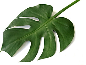 アートリーフ　モンステラリーフ（L）