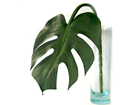 フェイクグリーン　モンステラ