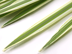 フェイクグリーン シングルリーフ