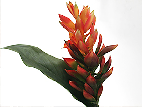 造花 ジンジャー