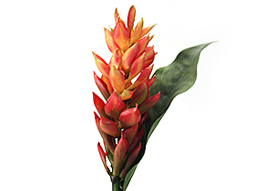 ジンジャー トロピカル