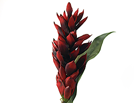 ジンジャー レッド