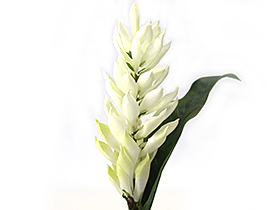 白いジンジャー