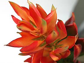 アーティフィシャルフラワー ジンジャー