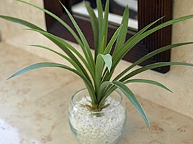 ドラセナ 観葉植物