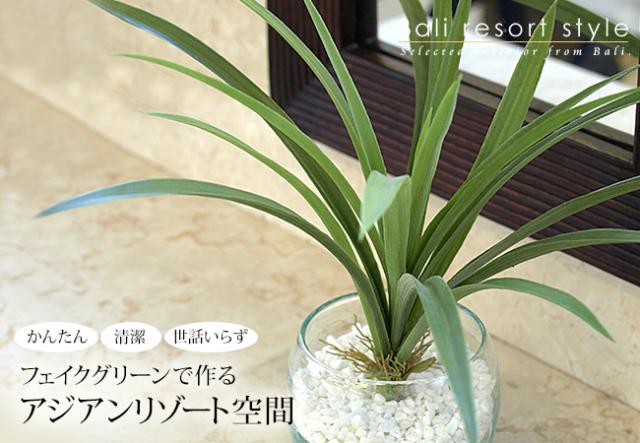「ドラセナ(ミニ)」の販売(通販)