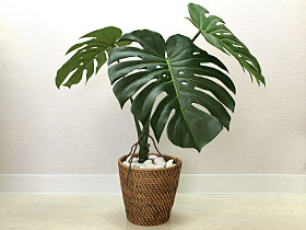 モンステラ　アジアン雑貨