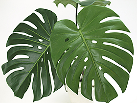 フェイクグリーン　モンステラ