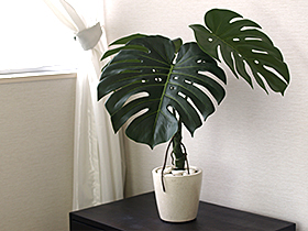 アーティフィシャルフラワー　モンステラ