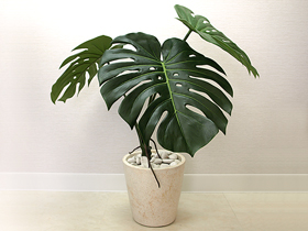 モンステラ　観葉植物