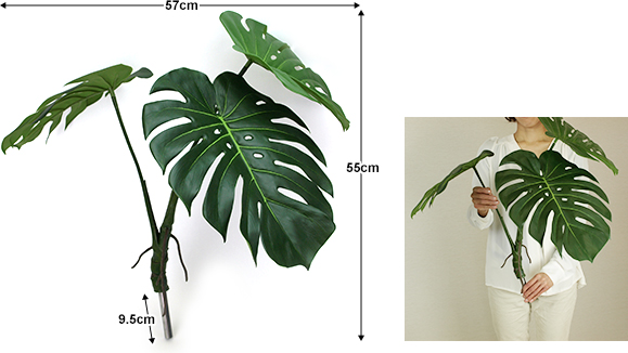 モンステラのサイズ