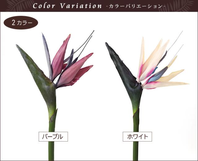 ストレチア パープル ホワイト