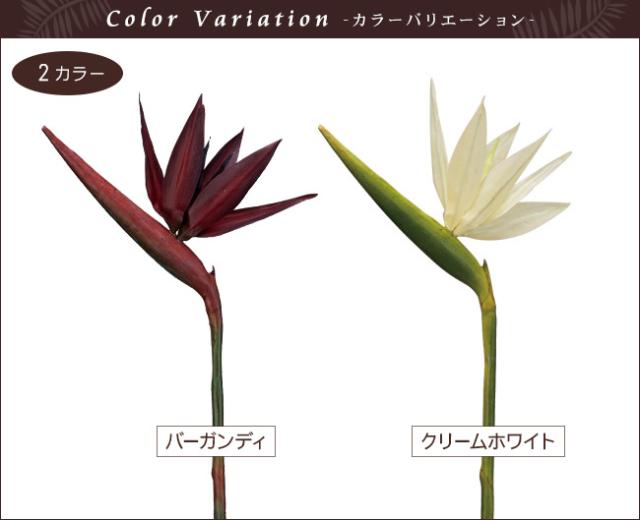 ストレチア バーガンディ クリームホワイト