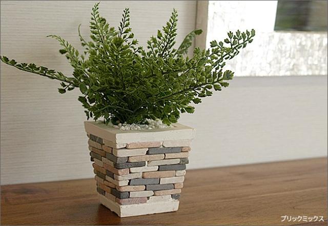 植木鉢　多肉植物