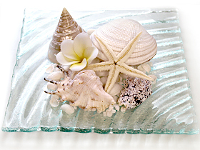 貝殻 ディスプレイ