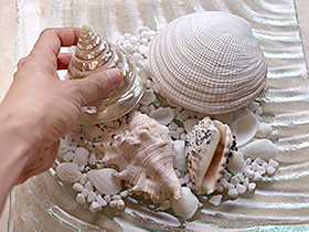 貝殻 マリンアイテム