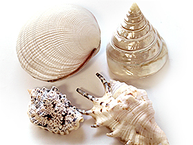 バリ 貝 インテリア