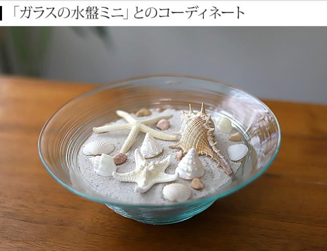 貝がら 飾り方 ディスプレイ