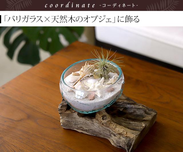 流木とガラスのオブジェ 貝殻
