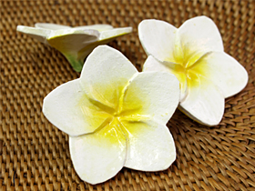 フランジパニ　木製