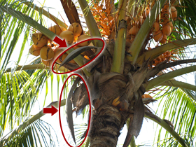 椰子のインテリア アジアン雑貨