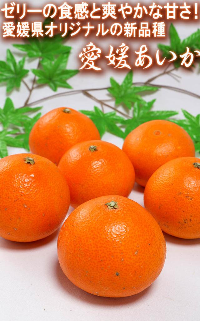 愛媛 あいか