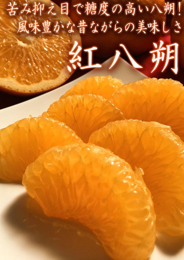 紅八朔 べにはっさく