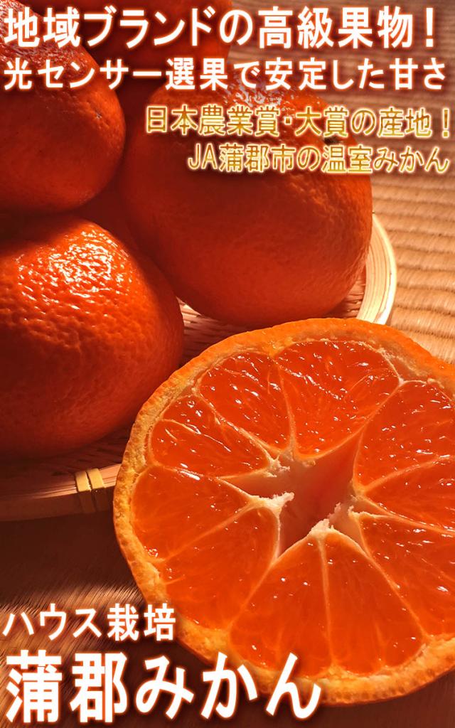 蒲郡温室みかん フルーツ