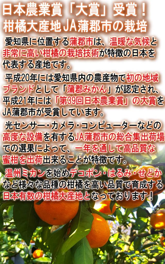 ミカン JA蒲郡市