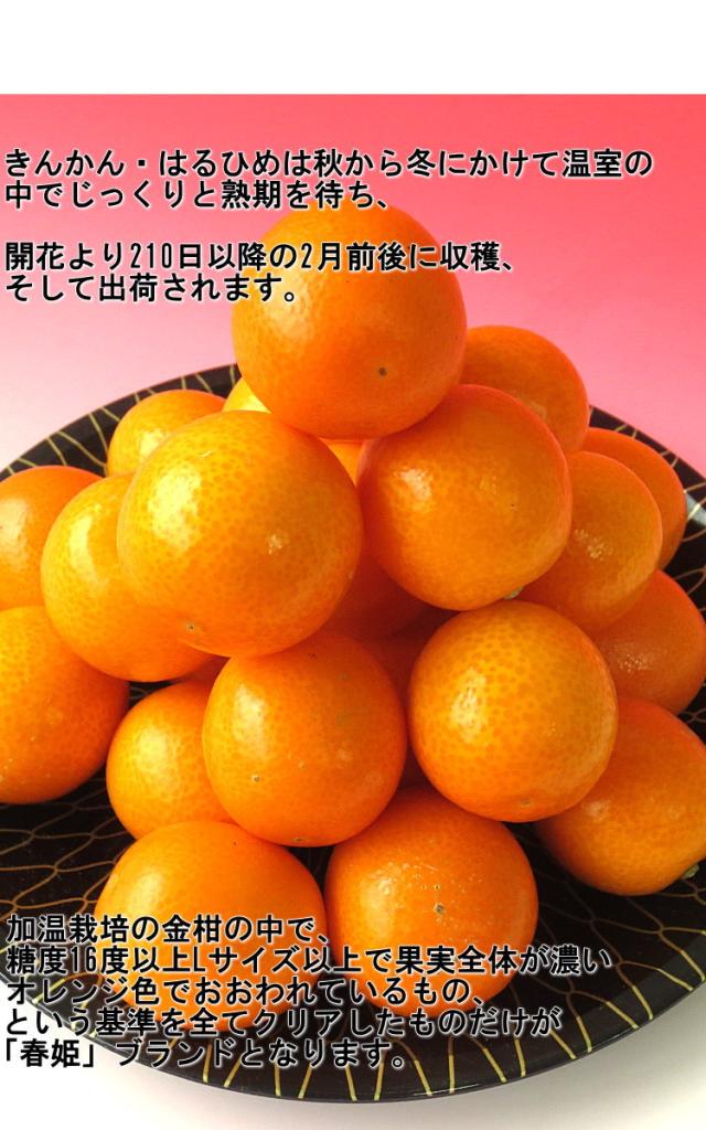 キンカン 鹿児島