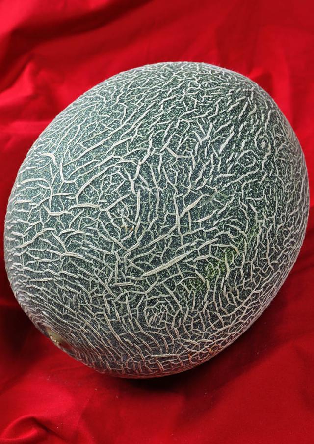 果物 青肉メロン