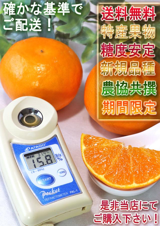 ひぜんユース 柑橘